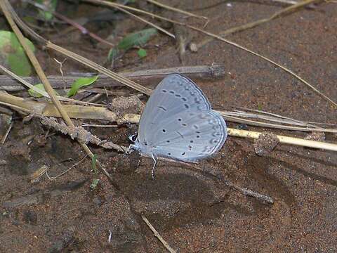 Image of Bothrinia