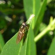 Image of Melanostoma mellina