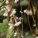 Cuscuta reflexa Roxb. resmi