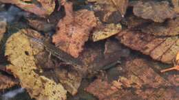 Image of Italian Newt