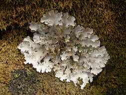 Imagem de Peltigera rufescens (Weiss) Humb.