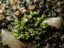 Phaeophyscia nigricans (Flörke) Moberg resmi