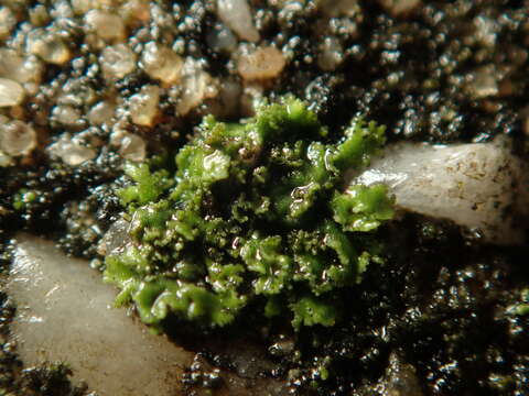 Phaeophyscia nigricans (Flörke) Moberg resmi