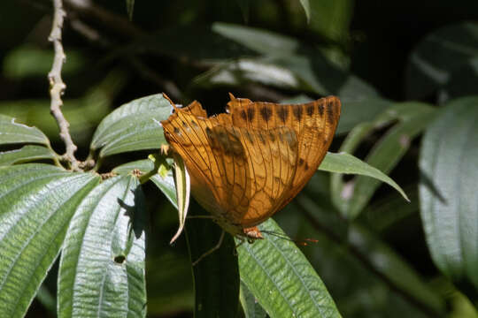 Imagem de Charaxes affinis Butler 1865