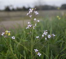 Image of Raphanus raphanistrum subsp. rostratus (DC.) Thell.