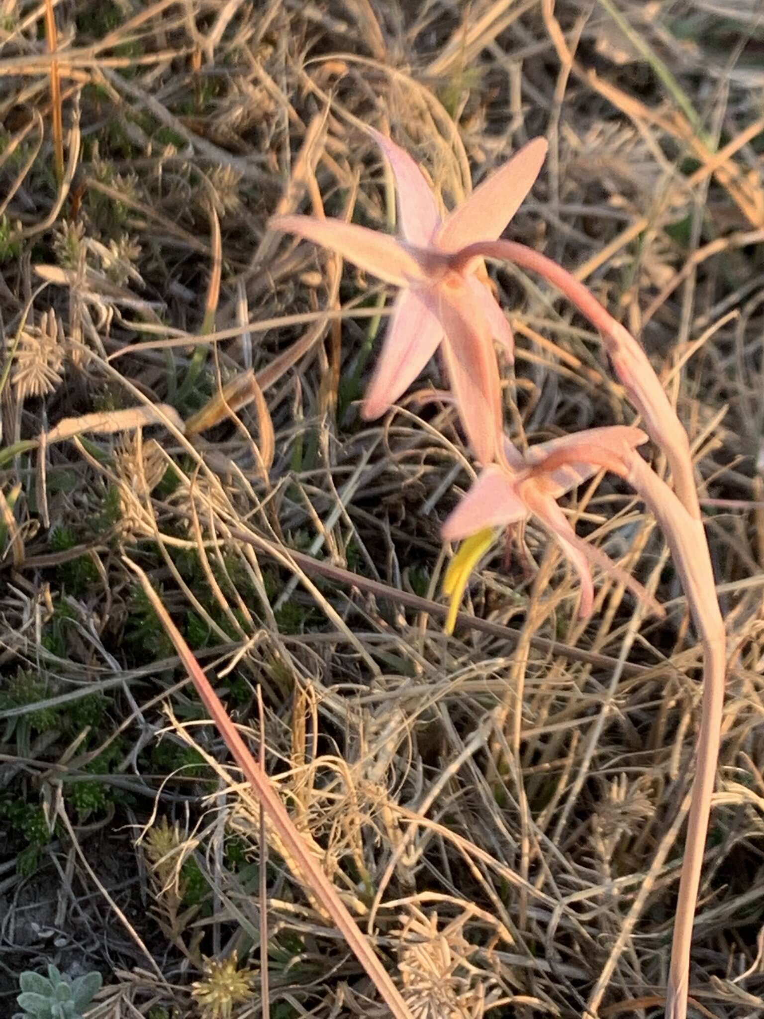 Image of Hesperantha longicollis Baker