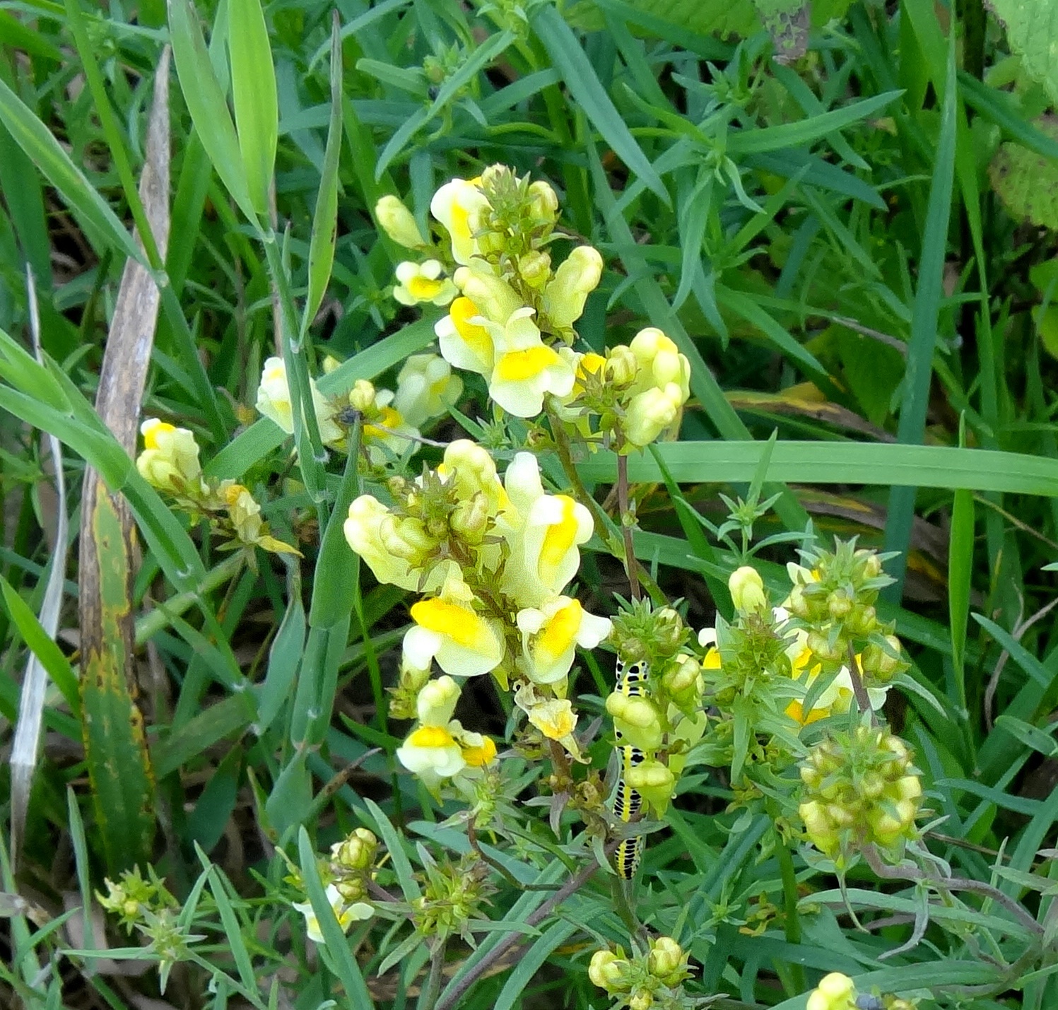 Linaria vulgaris (rights holder: Udo Schmidt)