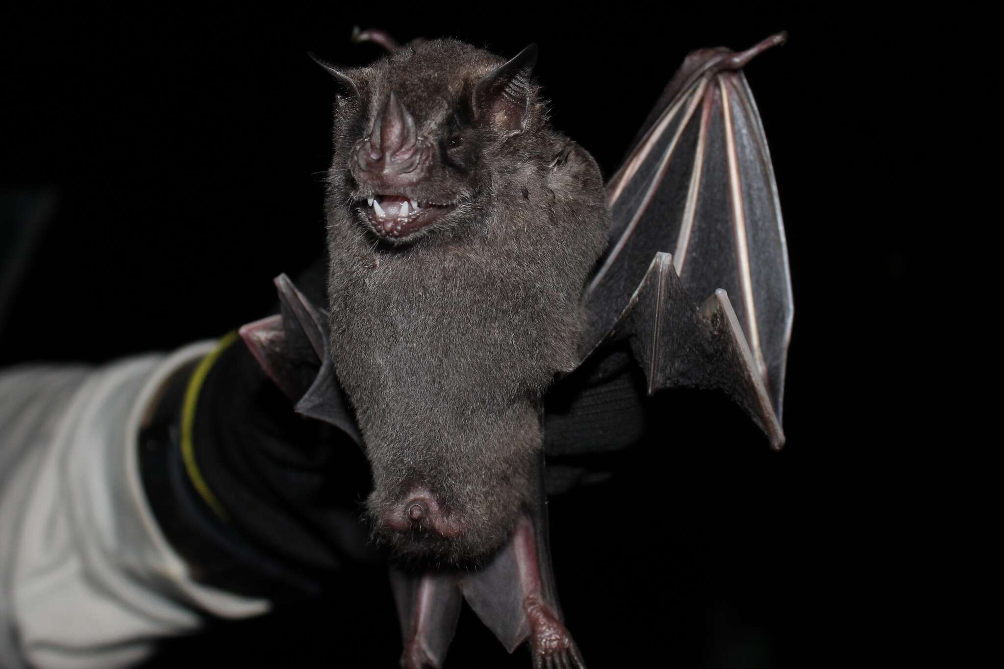 Image of fringed fruit-eating bat