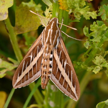 Image of White-lined Sphinx