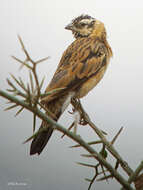 Image of Sahel Paradise Whydah