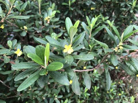 Image of Hibbertia hexandra C. T. White