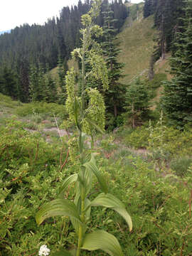 Image of False Hellebore