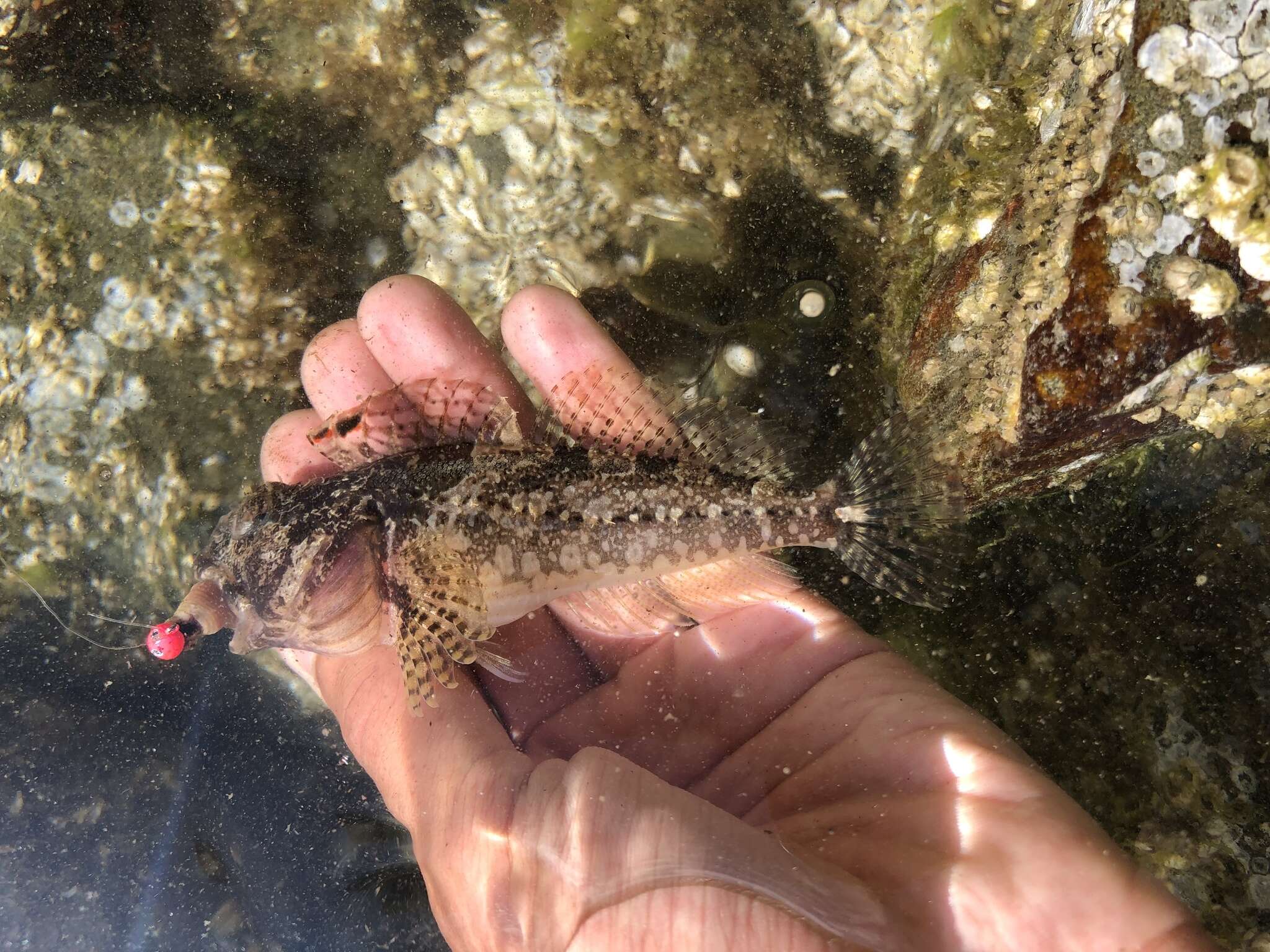 Image of Plumose sculpin