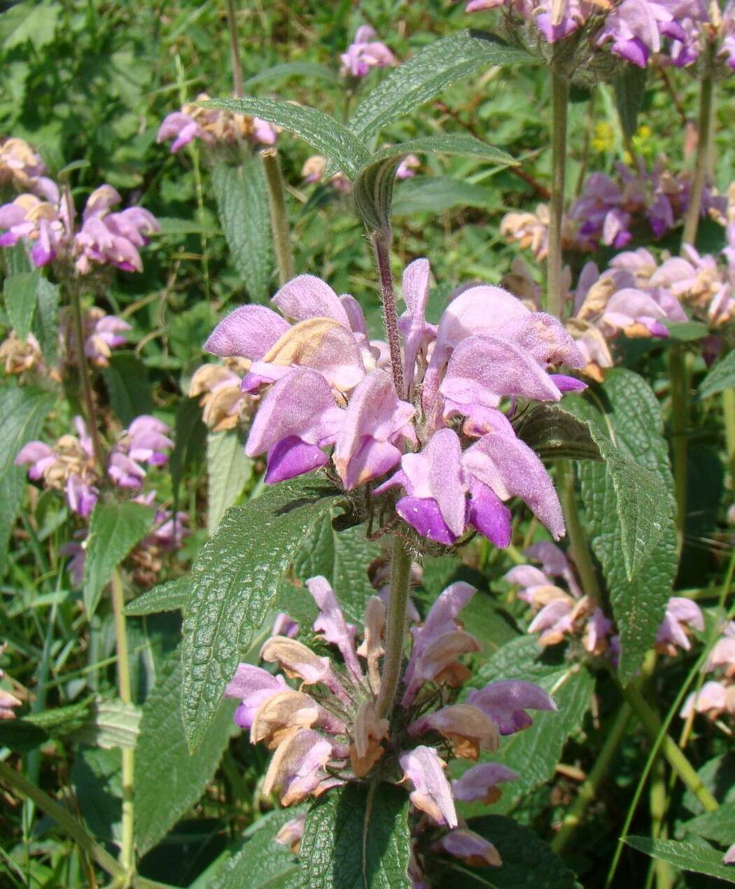 Image of Phlomis majkopensis (Novopokr.) Grossh.