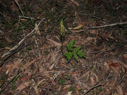 Image of Sceptridium australe subsp. australe