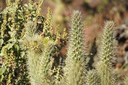 Image of Gander's buckhorn cholla