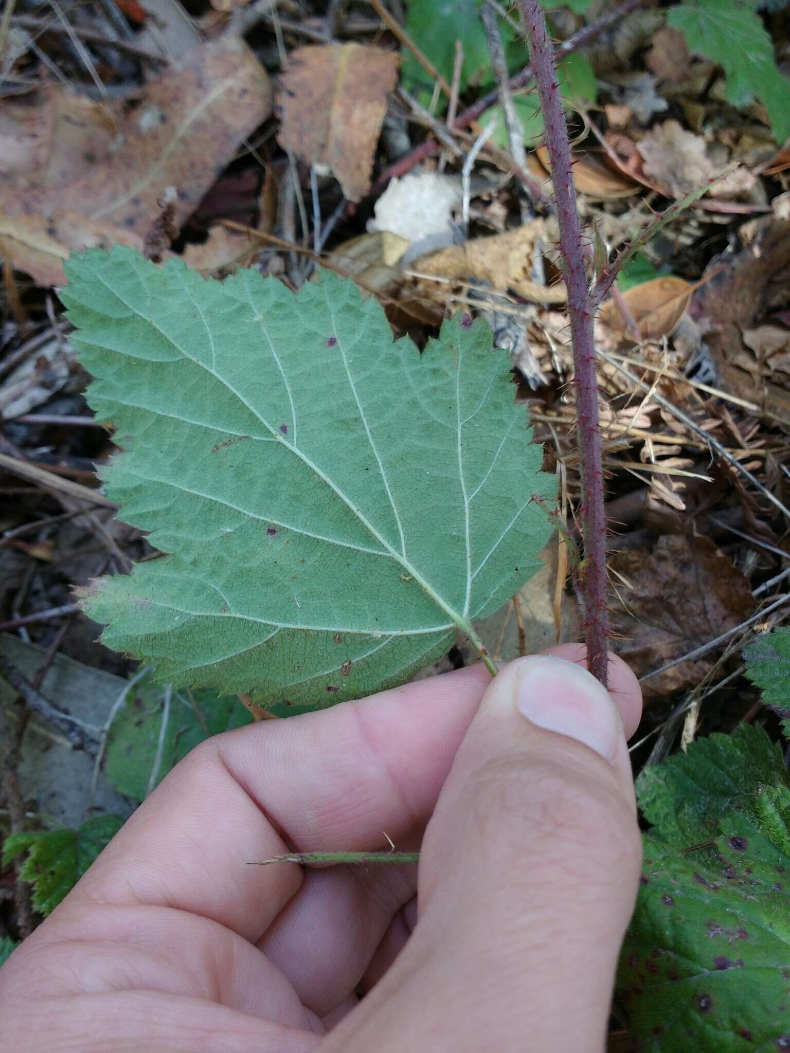 Слика од Rubus ursinus Cham. & Schltdl.