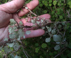 Olearia quinquevulnera Heenan resmi