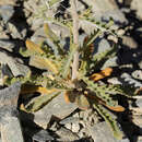 صورة Mentzelia inyoensis H. J. Thomps. & Prigge