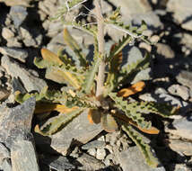 صورة Mentzelia inyoensis H. J. Thomps. & Prigge