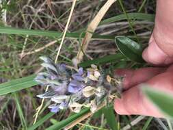 Image of large Indian breadroot