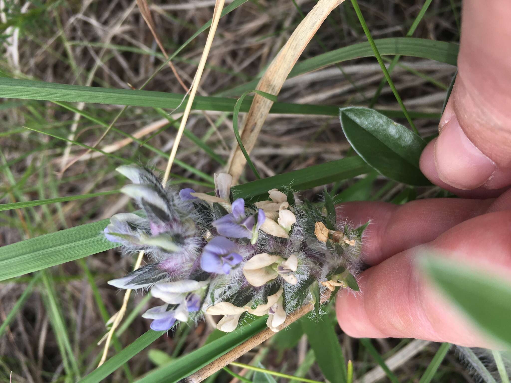 Image of large Indian breadroot