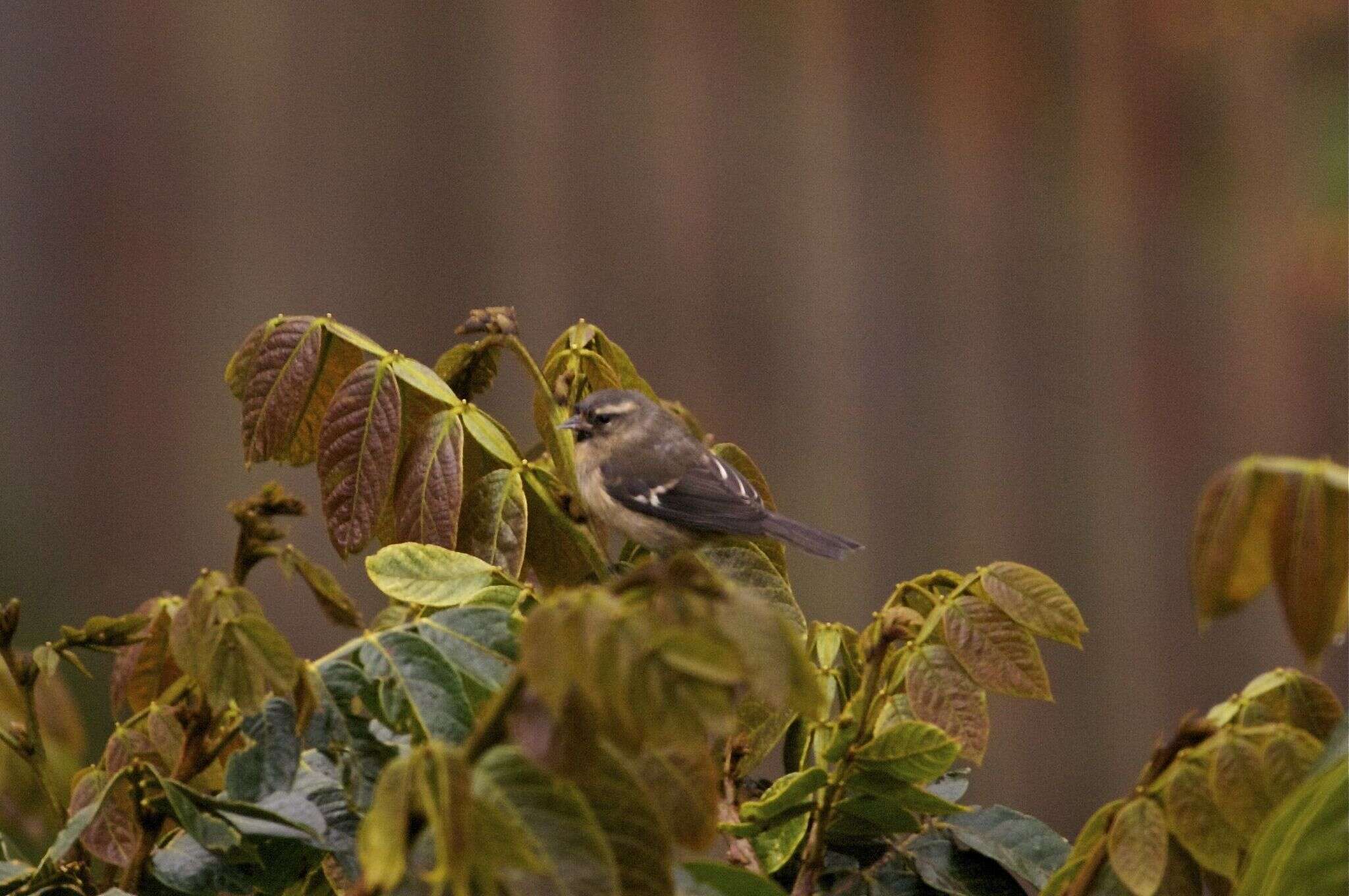 Image of Cinereous Conebill