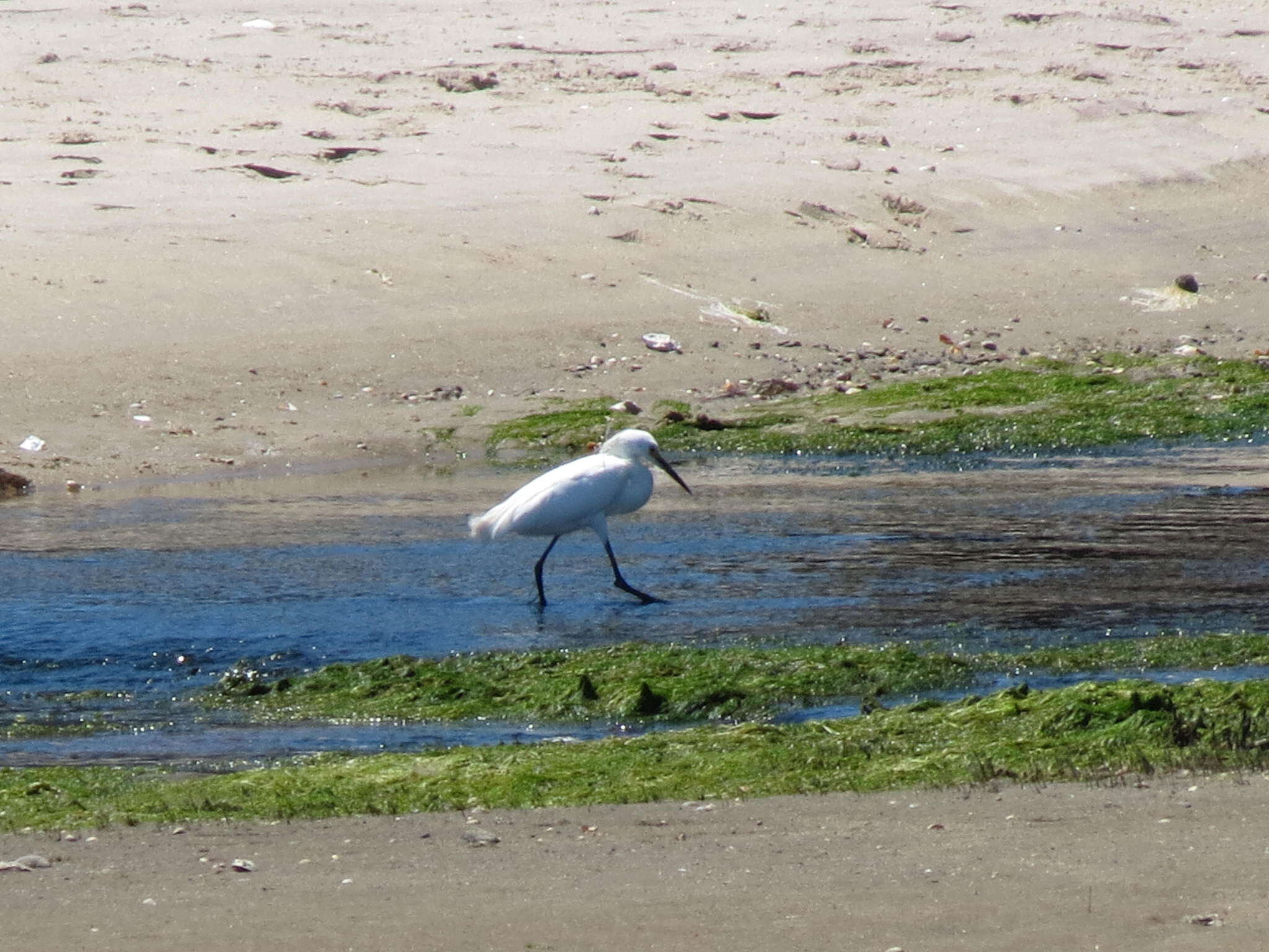 Image of Egretta Forster & T 1817