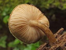 Pluteus umbrosus (Pers.) P. Kumm. 1871 resmi