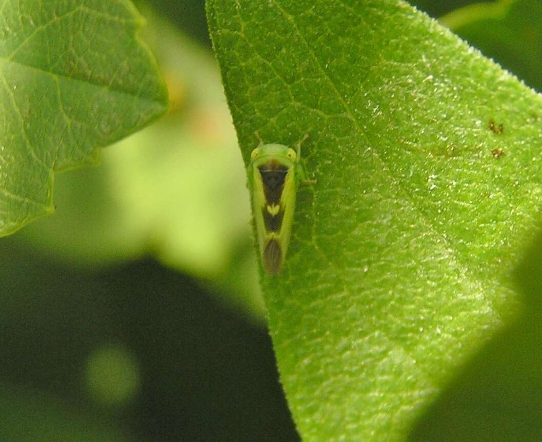 صورة Populicerus lunaris (Ball 1902)