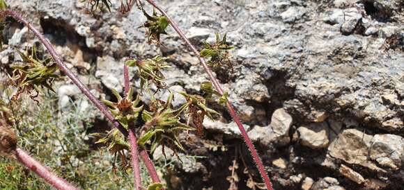 Image of Rough-leaved Michauxia