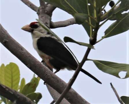 Image of Black-backed Barbet