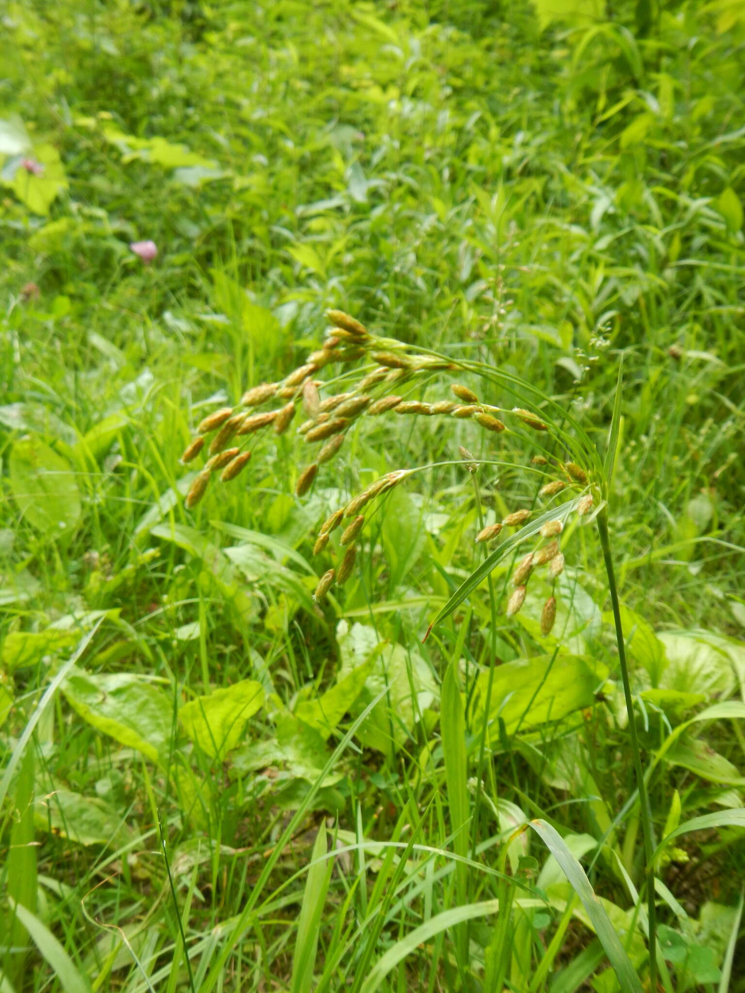 Scirpus pendulus Muhl. resmi