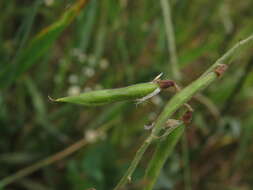 Image of Galega orientalis Lam.