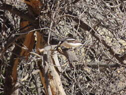 Image of Lanius collaris aridicolus Clancey 1955