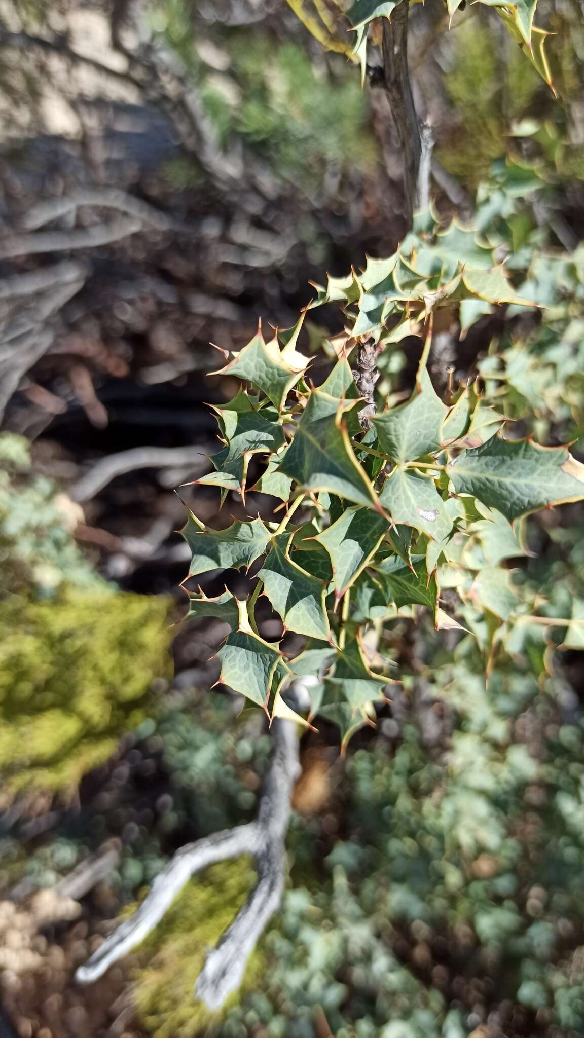 Image of Fremont's mahonia