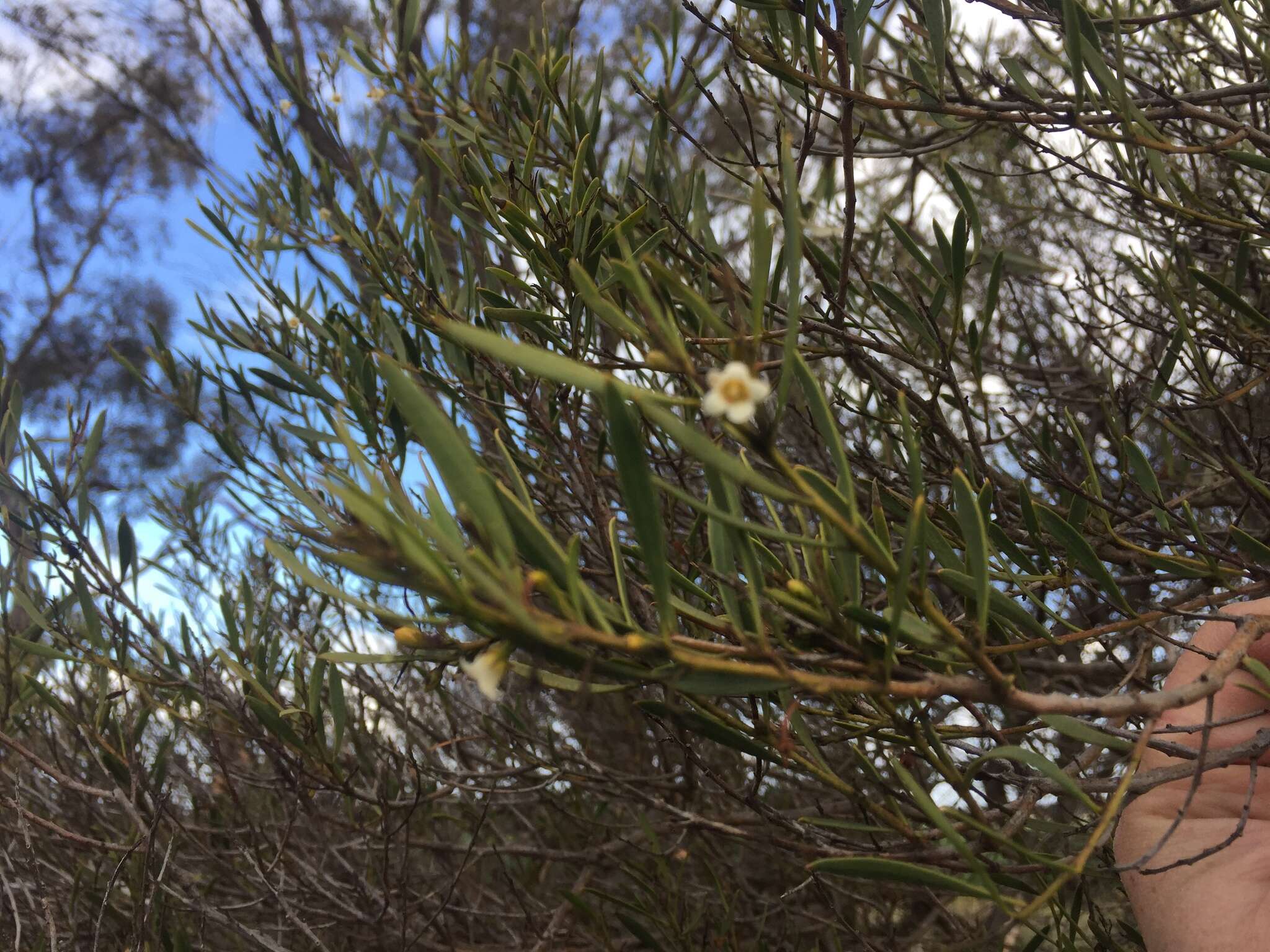 Image de Eremophila deserti (Cunn. ex Benth.) R. J. Chinnock