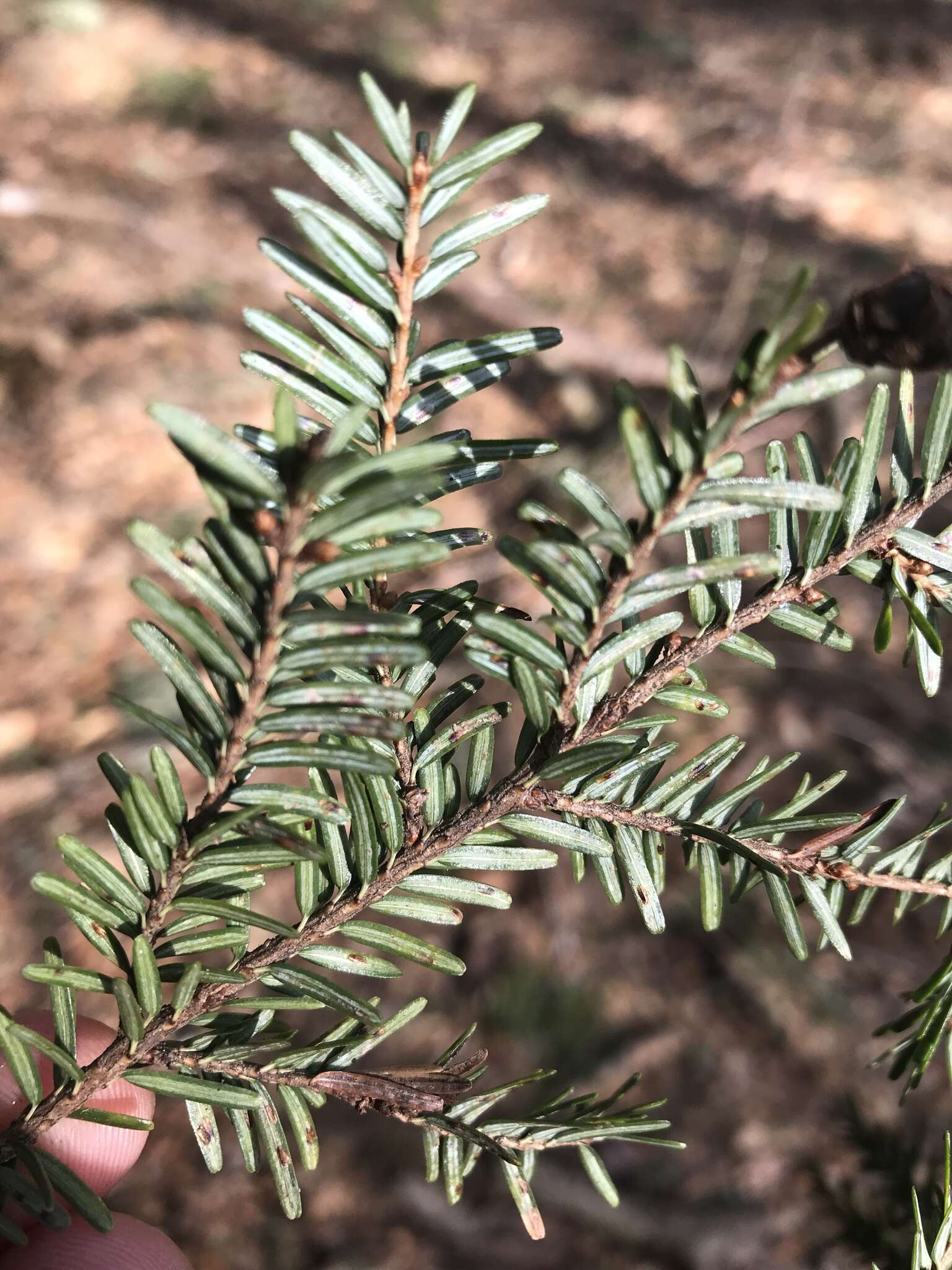 Image of Elongate hemlock scale