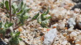 Logfia californica (Nutt.) J. Holub resmi