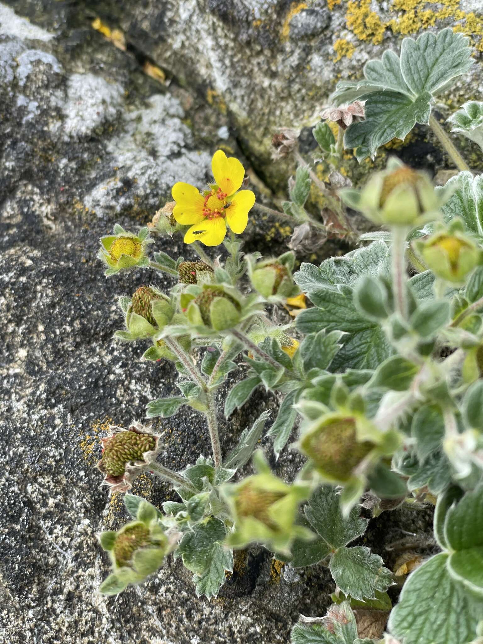 Слика од Potentilla villosula B. A. Jurtzev