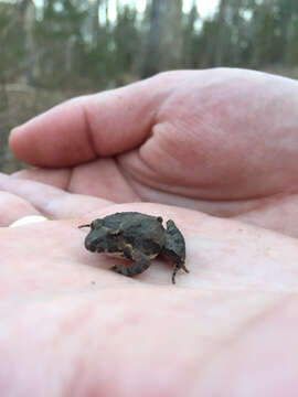 Image of Northern Cricket Frog