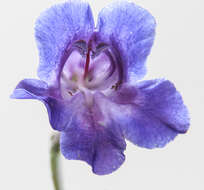 Image de Penstemon dasyphyllus A. Gray