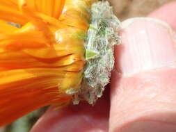 Image of Double Namaqua marigold