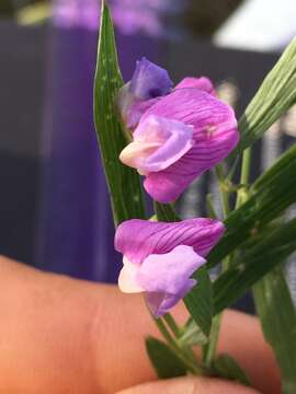 Image of drypark pea