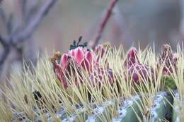 Image of Ferocactus diguetii subsp. diguetii