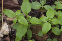 Galium paradoxum Maxim. resmi