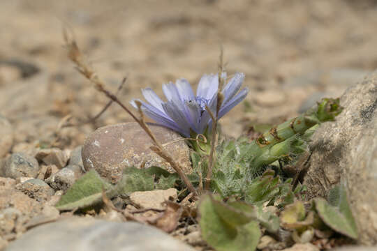 Image of Cichorium pumilum Jacq.