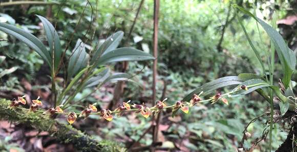 Image of Oncidium poikilostalix (Kraenzl.) M. W. Chase & N. H. Williams