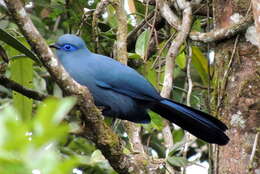 Image of Blue Coua