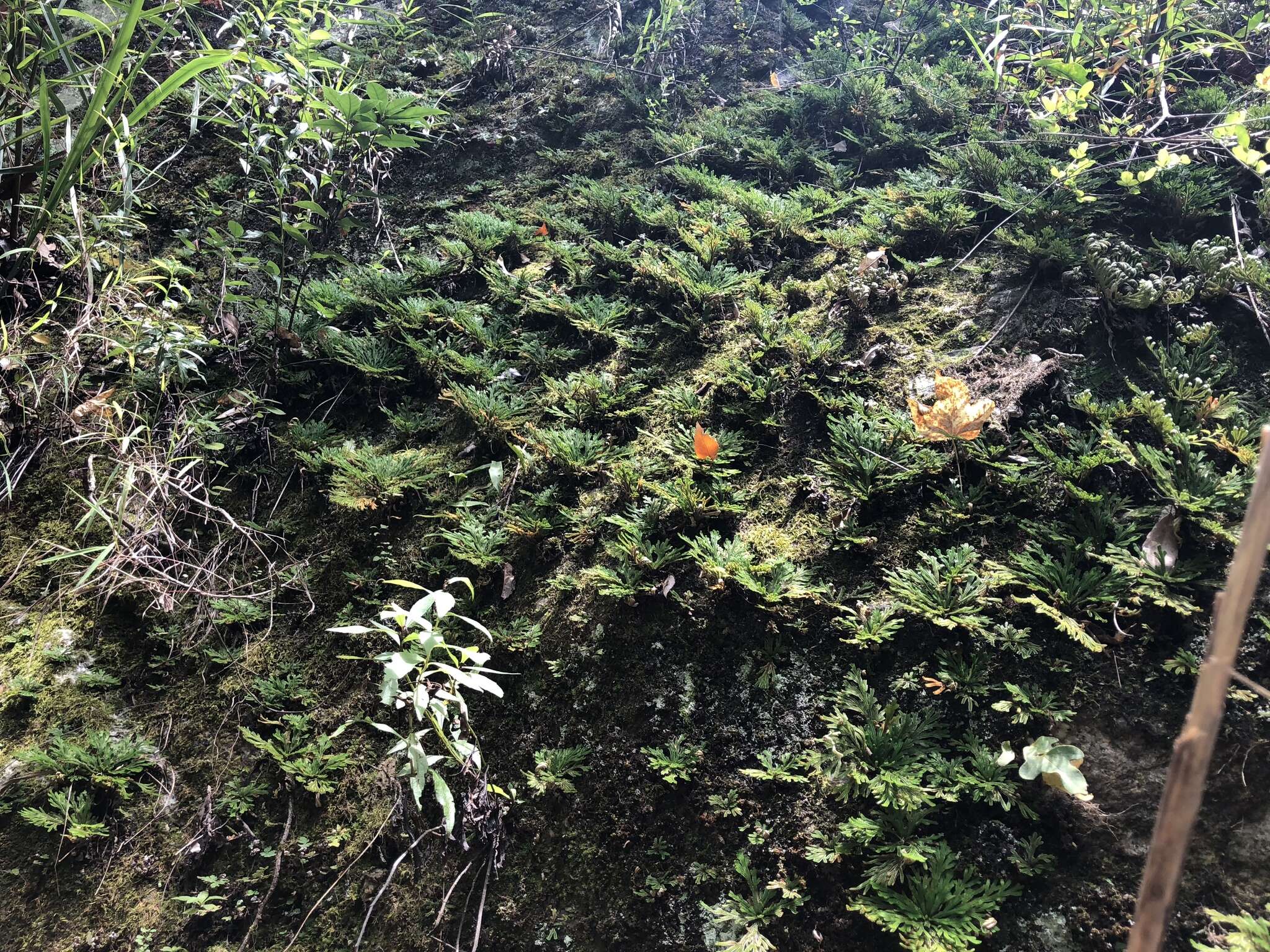 Image of Selaginella tamariscina (Beauv.) Spring